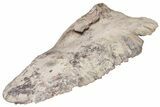 Huge, Triassic Amphibian (Metoposaurus) Clavicle Bone - Arizona #209973-5